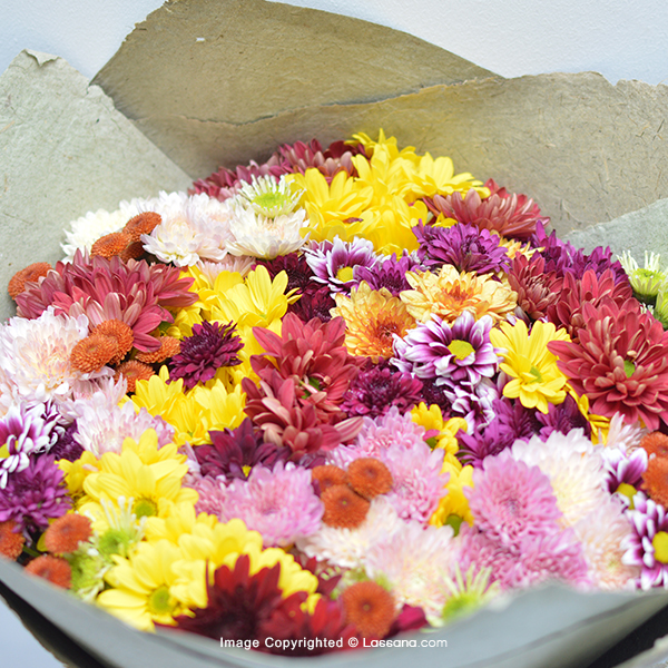 50 STEMS OF CHRYSANTHEMUM - Exotic Chrysanthemums - in Sri Lanka